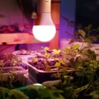 Kép 2/3 - LED grow 11W E27 izzó körte PLANTY GS 1200K - 004014